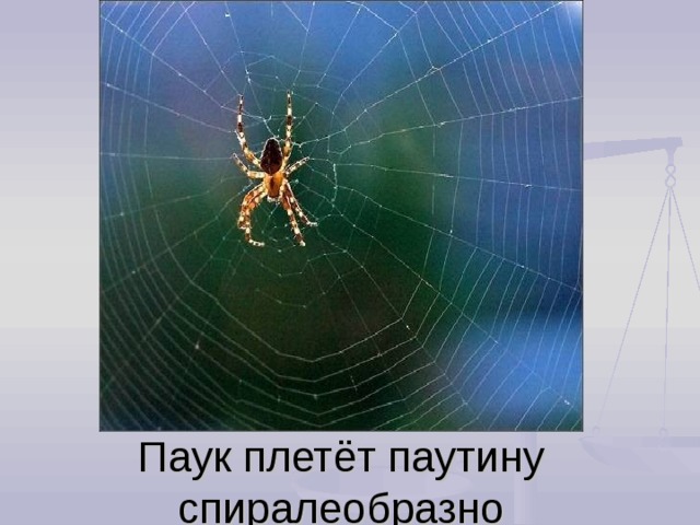 Паук сплел паутину как показано на рисунке. Паук плетет паутину. Плетение паутины пауком. Паук ткет паутину. Паук на паутине приплетает.