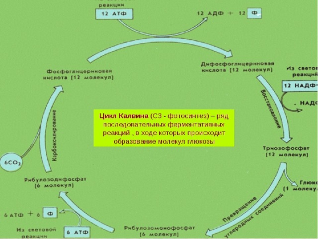 Сравнить фотосинтез. Хемосинтез схема процесса. Пластический обмен световая и темновая фаза. Хемосинтез цикл Кальвина. Пластический обмен фотосинтез световая фаза темновая фаза.