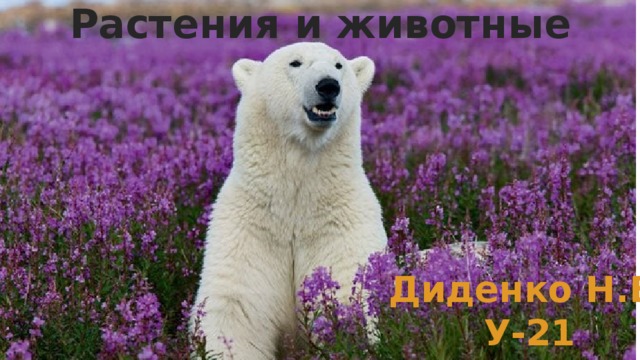 Растения и животные Диденко Н.В. У-21 
