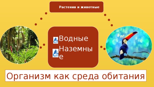 Растения и животные Водные Наземные Организм как среда обитания 