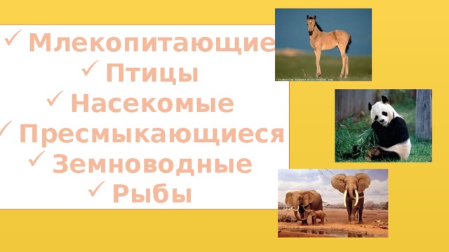 Млекопитающие Птицы Насекомые Пресмыкающиеся Земноводные Рыбы 
