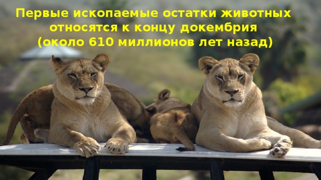 Первые ископаемые остатки животных относятся к концу докембрия (около 610 миллионов лет назад) 