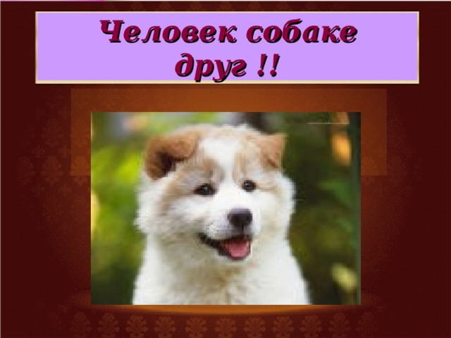 Песенка человек собаке друг
