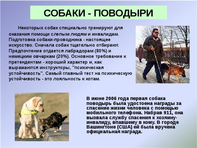 Рассуждение на тему собака друг человека. Собака поводырь. Собака поводырь для слепых порода. Собака помогает человеку. Собака поводырь информация.