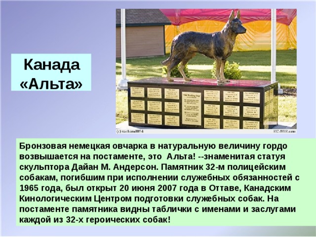 Канада «Альта» Бронзовая немецкая овчарка в натуральную величину гордо возвышается на постаменте, это Альта! --знаменитая статуя скульптора Дайан М. Андерсон. Памятник 32-м полицейским собакам, погибшим при исполнении служебных обязанностей с 1965 года, был открыт 20 июня 2007 года в Оттаве, Канадским Кинологическим Центром подготовки служебных собак. На постаменте памятника видны таблички с именами и заслугами каждой из 32-х героических собак!