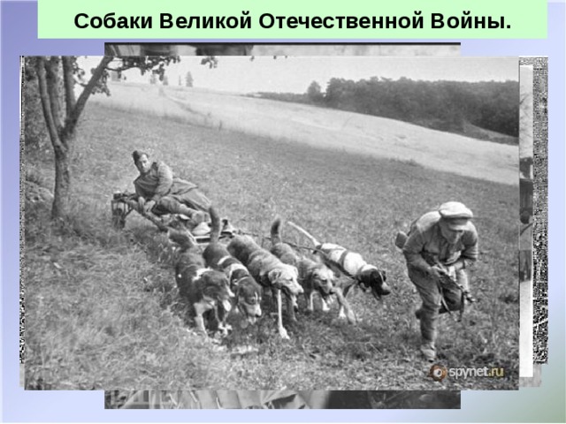 Собаки Великой Отечественной Войны. Собаки — истребители танков вывели из строя более 300 единиц бронетехники противника. Собаки инженерно-саперной службы использовались в 2 отдельных полках, 19 батальонах и 29 ротах; с их участием было обезврежено более 4 миллионов мин и фугасов. 36 батальонов и 69 взводов нартовых упряжек были сформированы в годы войны. Когда под вражеским огнем невозможно было доставить боеприпасы, собаки, служившие в этих подразделениях, подтаскивали патроны и малокалиберные снаряды. Почти 700 тысяч раненых красноармейцев и командиров было вывезено с поля боя четвероногими санитарами.