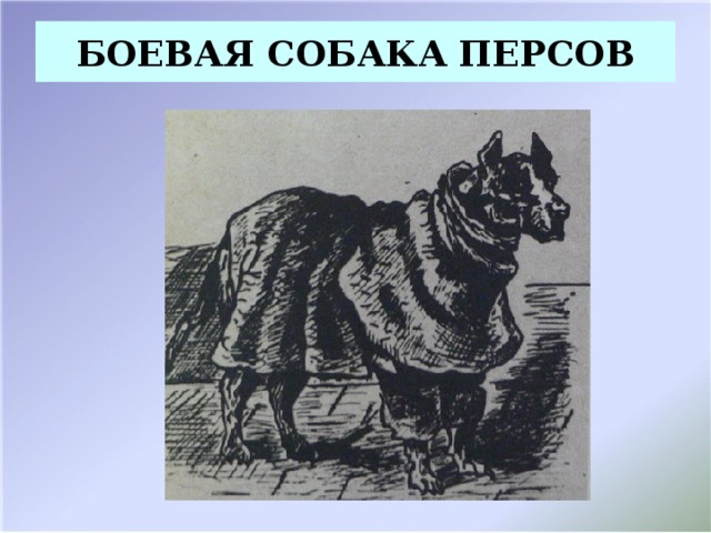 БОЕВАЯ СОБАКА ПЕРСОВ