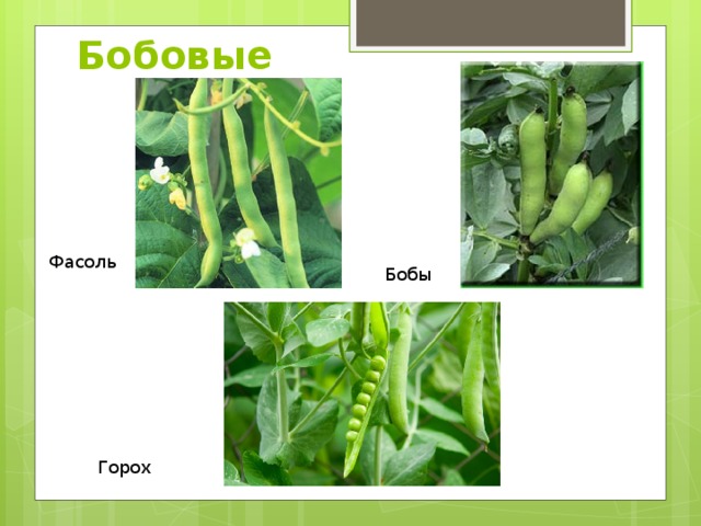 Бобовые Фасоль Бобы Горох