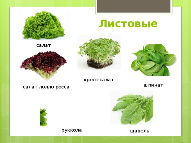 Разновидность салата листового фото с названиями и описанием