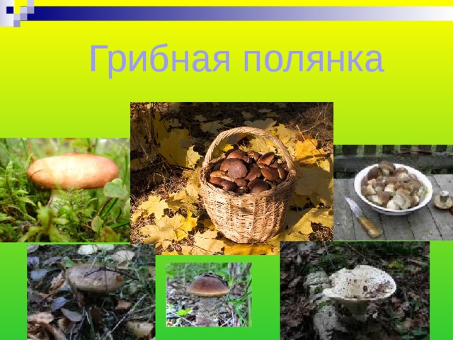 Грибная полянка 