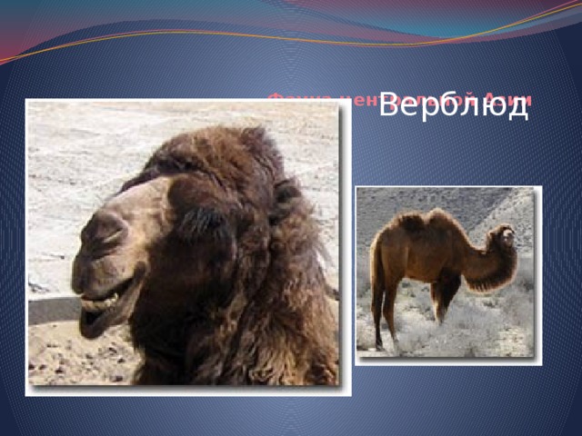 Верблюд Фауна центральной Азии   