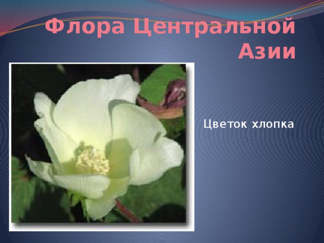 Флора Центральной Азии   Цветок хлопка 