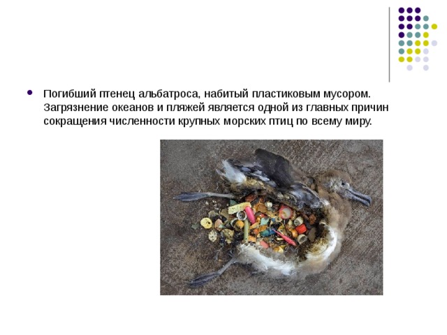 Погибший птенец альбатроса, набитый пластиковым мусором. Загрязнение океанов и пляжей является одной из главных причин сокращения численности крупных морских птиц по всему миру.