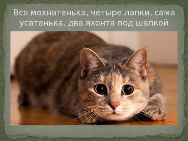 Вся мохнатенька, четыре лапки, сама усатенька, два яхонта под шапкой 