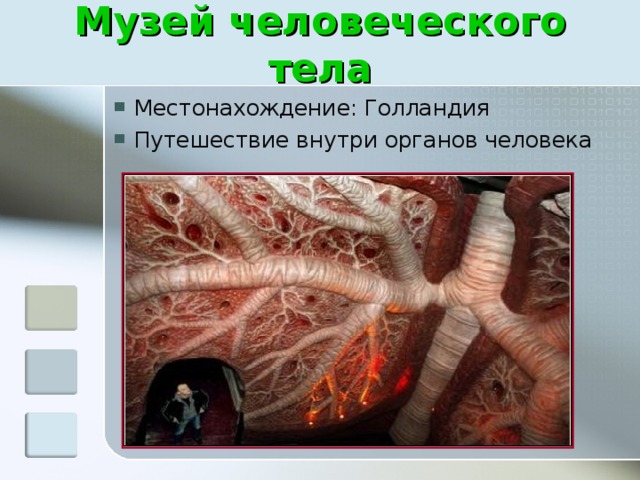Музей человеческого тела Местонахождение: Голландия Путешествие внутри органов человека 
