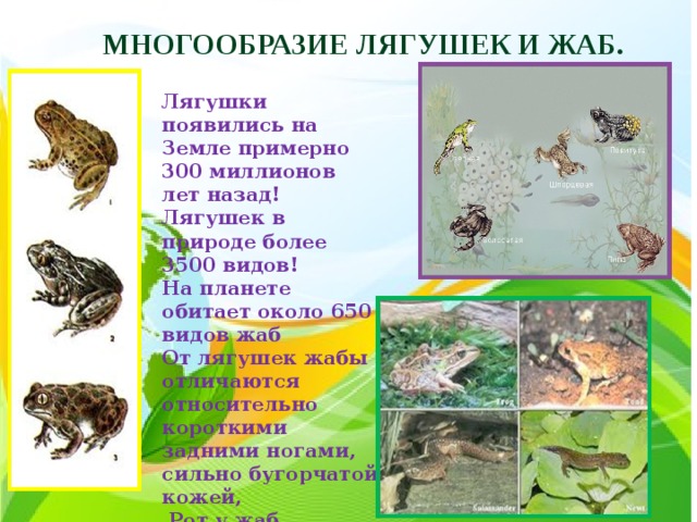 Многообразие лягушек и жаб. Лягушки появились на  Земле примерно 300 миллионов лет назад! Лягушек в природе более 3500 видов! На планете обитает около 650 видов жаб  От лягушек жабы отличаются относительно короткими задними ногами, сильно бугорчатой кожей,  Рот у жаб беззубый . 