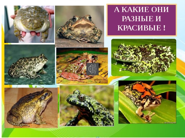 А какие они разные и красивые ! 