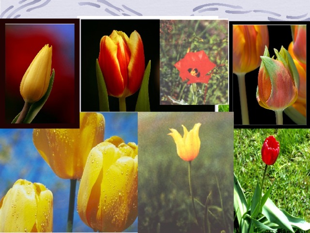 Известно около 120 видов тюльпанов, распространенных главным образом в Средней, Восточной и Южной Азии и Южной Европе. 