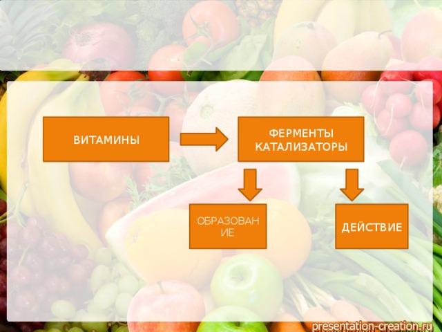 ВИТАМИНЫ ФЕРМЕНТЫ КАТАЛИЗАТОРЫ ОБРАЗОВАНИЕ ДЕЙСТВИЕ 