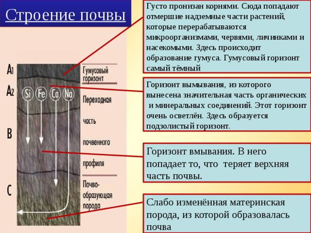 Густо пронизан корнями. Сюда попадают отмершие надземные части растений, которые перерабатываются микроорганизмами, червями, личинками и насекомыми. Здесь происходит образование гумуса. Гумусовый горизонт самый тёмный Строение почвы Горизонт вымывания, из которого вынесена значительная часть органических и минеральных соединений. Этот горизонт очень осветлён. Здесь образуется подзолистый горизонт. Горизонт вмывания. В него попадает то, что теряет верхняя часть почвы. Слабо изменённая материнская порода, из которой образовалась почва 