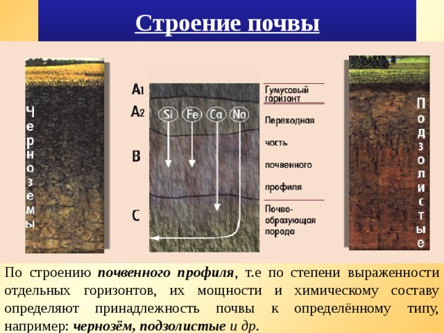 Строение почвы По строению почвенного профиля , т.е по степени выраженности отдельных горизонтов, их мощности и химическому составу определяют принадлежность почвы к определённому типу, например: чернозём, подзолистые и др. 