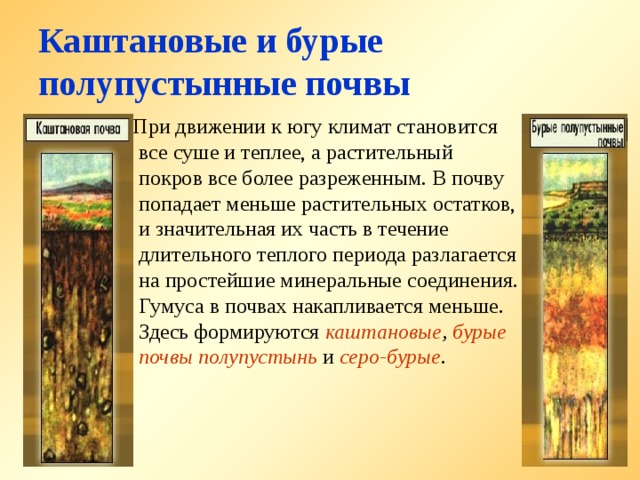 Каштановые и бурые полупустынные почвы  При движении к югу климат становится все суше и теплее, а растительный покров все более разреженным. В почву попадает меньше растительных остатков, и значительная их часть в течение длительного теплого периода разлагается на про­стейшие минеральные соединения. Гумуса в почвах накапливается меньше. Здесь формируются каштановые , бурые почвы полупустынь  и серо-бурые . 