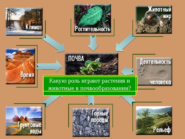 Какие компоненты климата оказывают влияние на процесс образования почвы? Какова скорость образования почвы? Какую роль играют растения и животные в почвообразовании? С чего начинается образование почвы? Какие горные породы наиболее распространены на территории России? Как влияет рельеф на процесс почвообразования?  Какое влияние оказывает уровень грунтовых вод на почвы? 