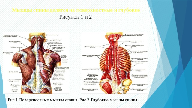 Поверхностные мышцы спины. Мышцы спины поверхностные и глубокие. Мышцы спины делятся на 2 группы. Мышцы спины цветные. На поверхностные и глубокие делятся мышцы:.