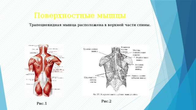 Поверхностные мышцы