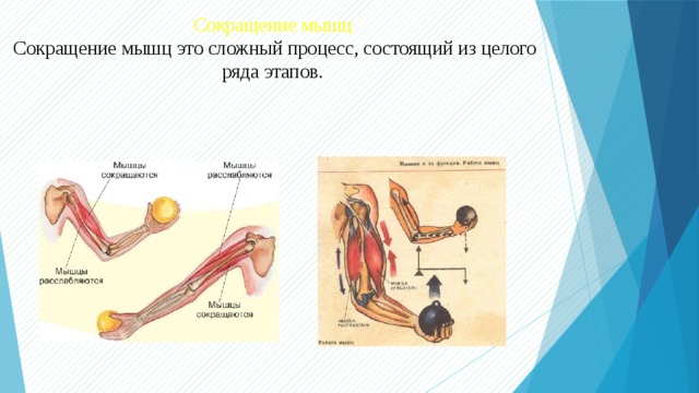 Сокращение мышц это