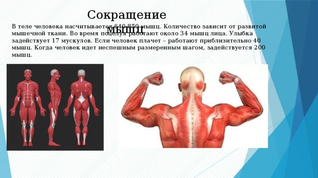 Лабораторная работа мышцы человеческого тела 8. Сколько скелетных мышц в теле человека. Кол во мышц у человека. В теле человека насчитывается около мышц. Мышцы взрослого человека.