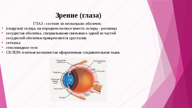 Функция соединительной оболочки