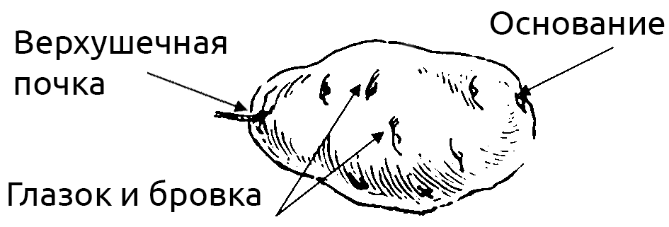 Части клубня картофеля рисунок