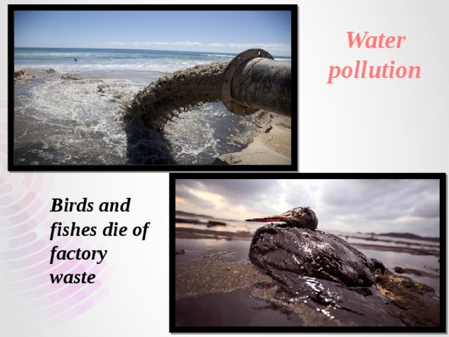 Water pollution Birds and fishes die of factory waste 