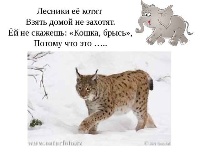 Лесники её котят  Взять домой не захотят.  Ёй не скажешь: «Кошка, брысь»,  Потому что это ….. 