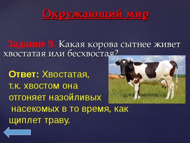 Щиплет травку падеж. Какая корова сытнее живет хвостатая или бесхвостая. Корова отгоняет насекомых. Корова отгоняет мух.