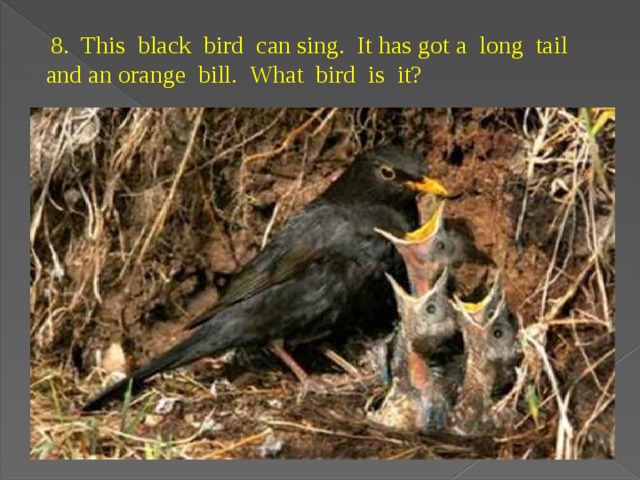   8. This black bird can sing. It has got a long tail and an orange bill. What bird is it? 