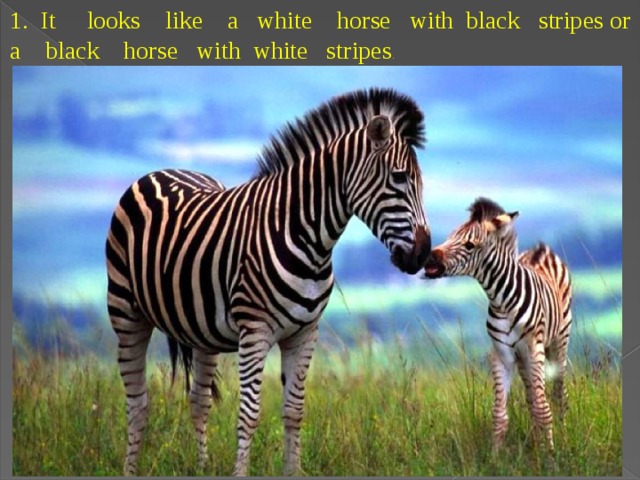 1.  It looks like a white horse with black stripes or a black horse with white stripes . 