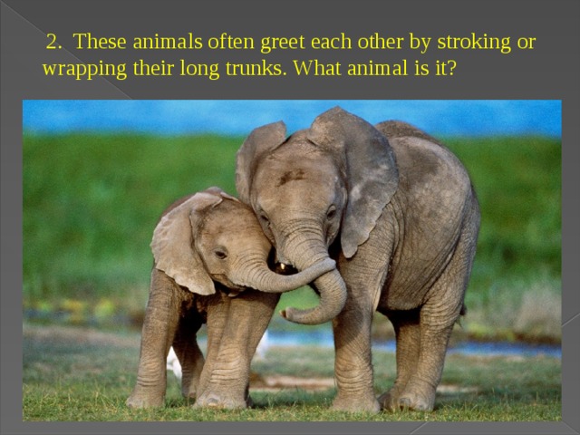   2. These animals often greet each other by stroking or wrapping their long trunks. What animal is it? 