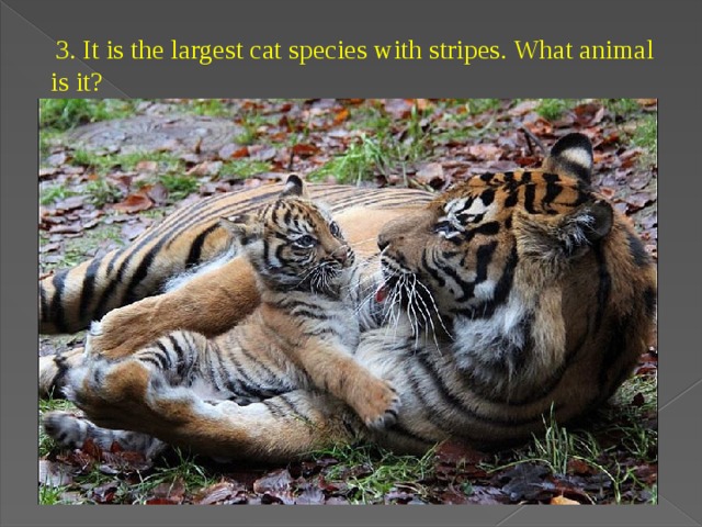   3. It is the largest cat species with stripes. What animal is it? 