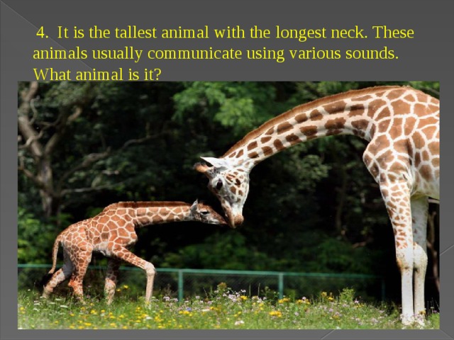   4. It is the tallest animal with the longest neck. These animals usually communicate using various sounds. What animal is it? 