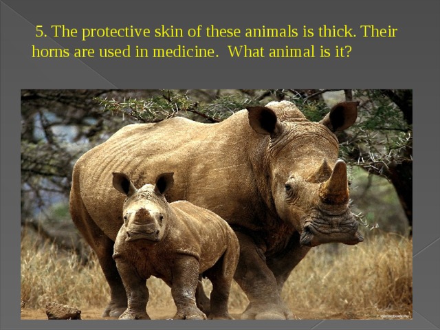   5. The protective skin of these animals is thick. Their horns are used in medicine. What animal is it? 
