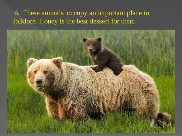   6. These animals occupy an important place in folklore. Honey is the best dessert for them. 