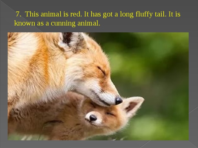   7. This animal is red. It has got a long fluffy tail. It is known as a cunning animal. 
