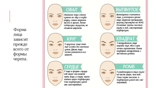 Форма лица зависит прежде всего от формы черепа. 