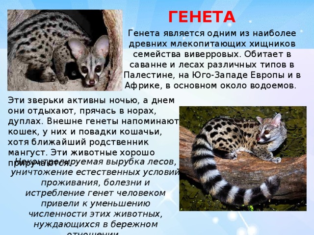 ГЕНЕТА Генета является одним из наиболее древних млекопитающих хищников семейства виверровых. Обитает в саванне и лесах различных типов в Палестине, на Юго-Западе Европы и в Африке, в основном около водоемов. Эти зверьки активны ночью, а днем они отдыхают, прячась в норах, дуплах. Внешне генеты напоминают кошек, у них и повадки кошачьи, хотя ближайший родственник мангуст. Эти животные хорошо приручаются. Неконтролируемая вырубка лесов, уничтожение естественных условий проживания, болезни и истребление генет человеком привели к уменьшению численности этих животных, нуждающихся в бережном отношении. 