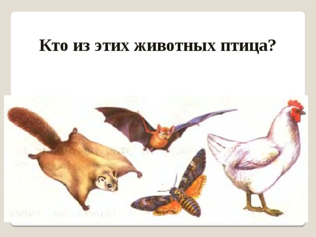 Кто из этих животных птица? 