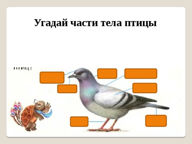 Презентация на тему какие части тела птицы являются рычагами презентация