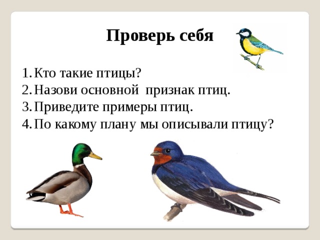 Планирование птиц. Птицы примеры. Привести примеры птиц. Кто такие птицы. По какому плану мы описывали птицу.