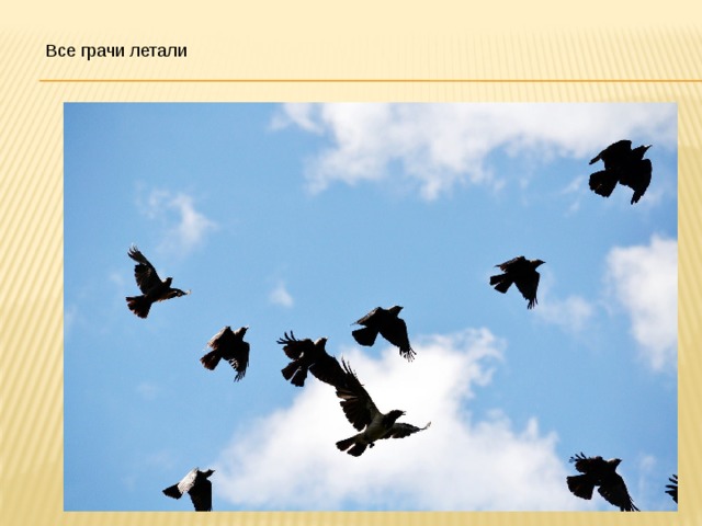 Все грачи летали  